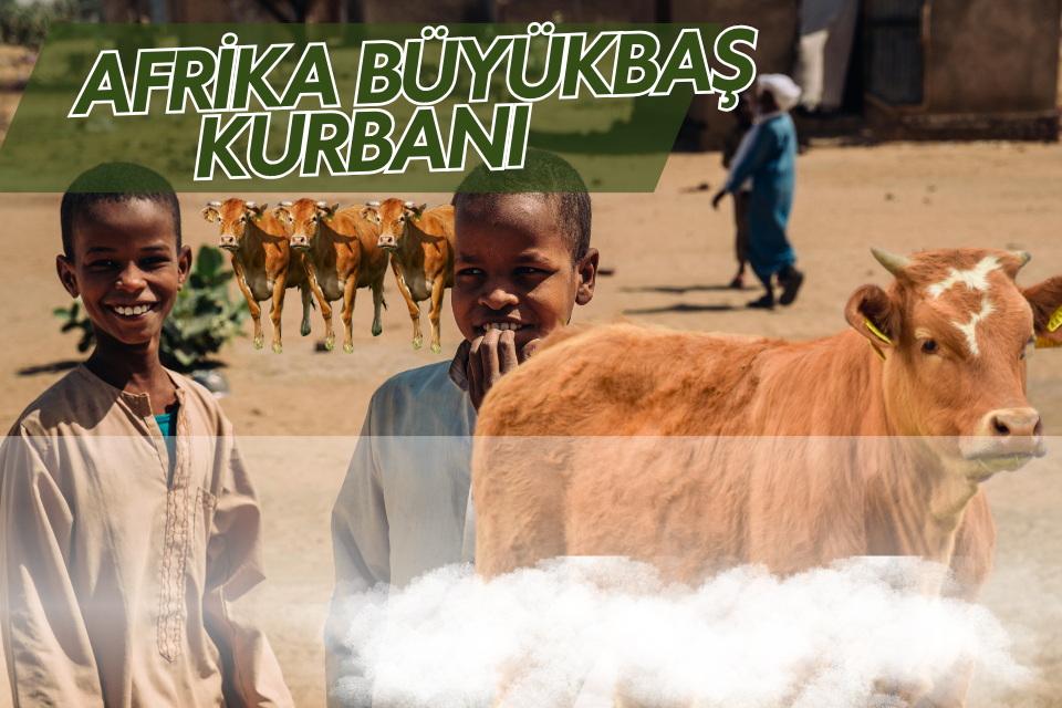 Afrika Büyükbaş Kurban