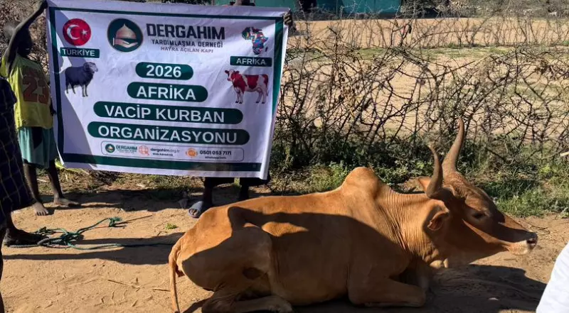 Afrika Büyükbaş Kurban